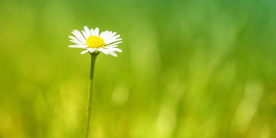 daisy