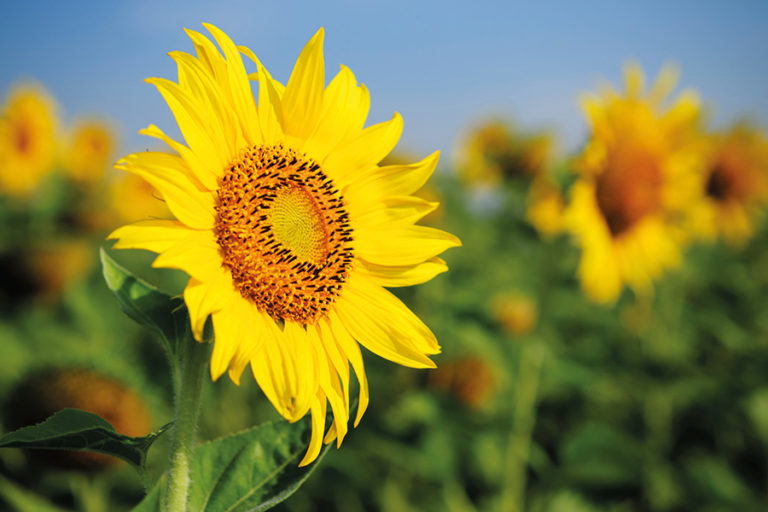 sonnenblume