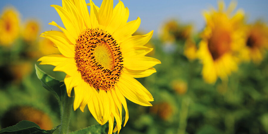 sonnenblume