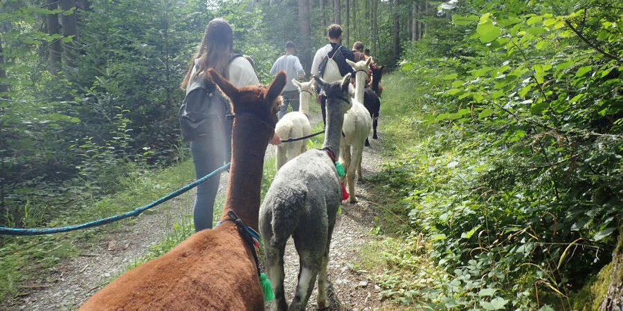 Jugendwoche Alpakatour Jugendwoche Alpakatour