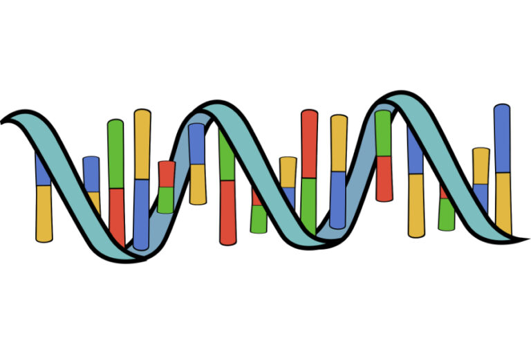 2024-genetik-900×600-lowres-web-pixabay Genetik, DNA