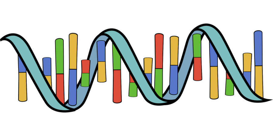 2024-genetik-900×600-lowres-web-pixabay Genetik, DNA
